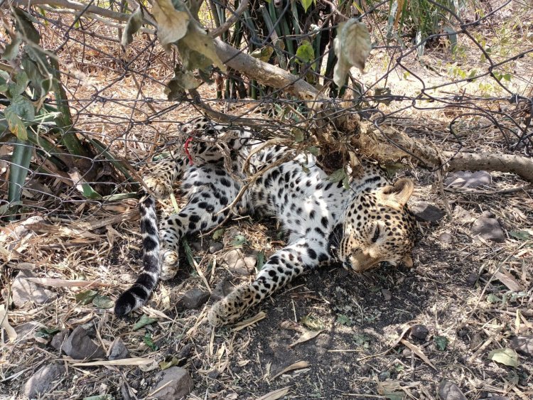 सुअर के शिकार के लिए लगाया था शिकारियों ने फंदा और फंस गया तेंदुआ, हुई मौत