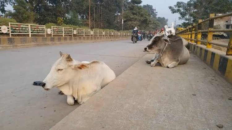पशु पालकों के लिए बुरी खबर, अब ऐसा किये तो सीधे होगी एफआईआर, कलेक्टर ने जारी किया फरमान